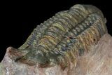 Uncommon Crotalocephalus Trilobite - Atchana, Morocco #171515-4